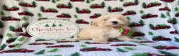 Maltipoo dogs for sale: Jingle - Ad 9