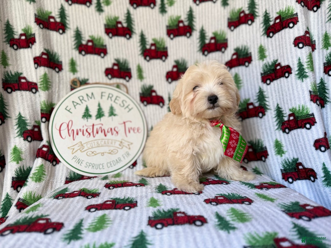 Maltipoo dogs for sale: Jingle - Ad 9