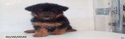 Yorkiepoo dogs for sale: Teddy - Ad 2