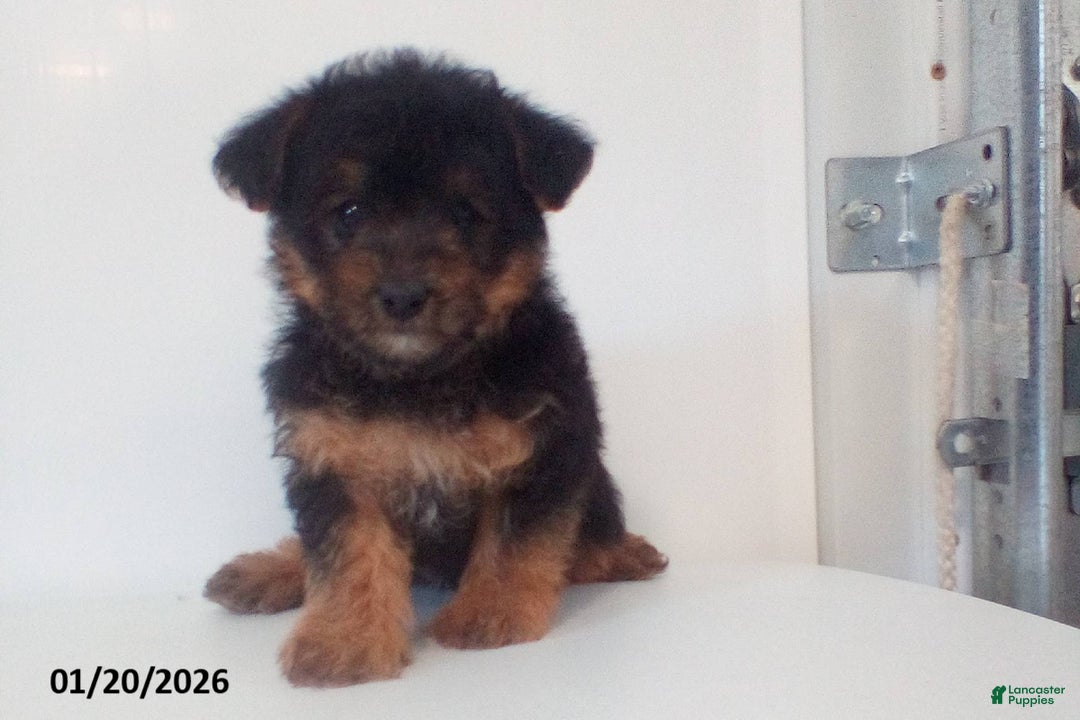 Yorkiepoo dogs for sale: Teddy - Ad 2