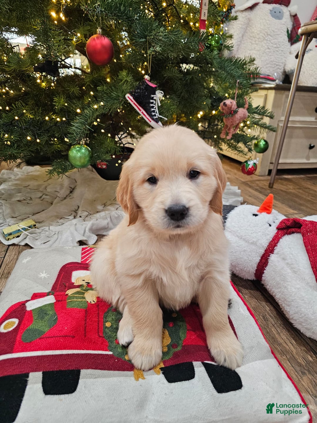 Golden Retriever dogs for sale: Golden Retriever Puppy 6 - Ad 14
