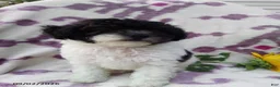 Miniature Poodle dogs for sale: Rover - Ad 7