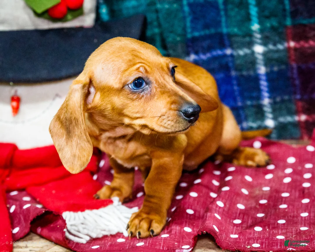 Miniature Dachshund dogs for sale: Ursala - Ad 4