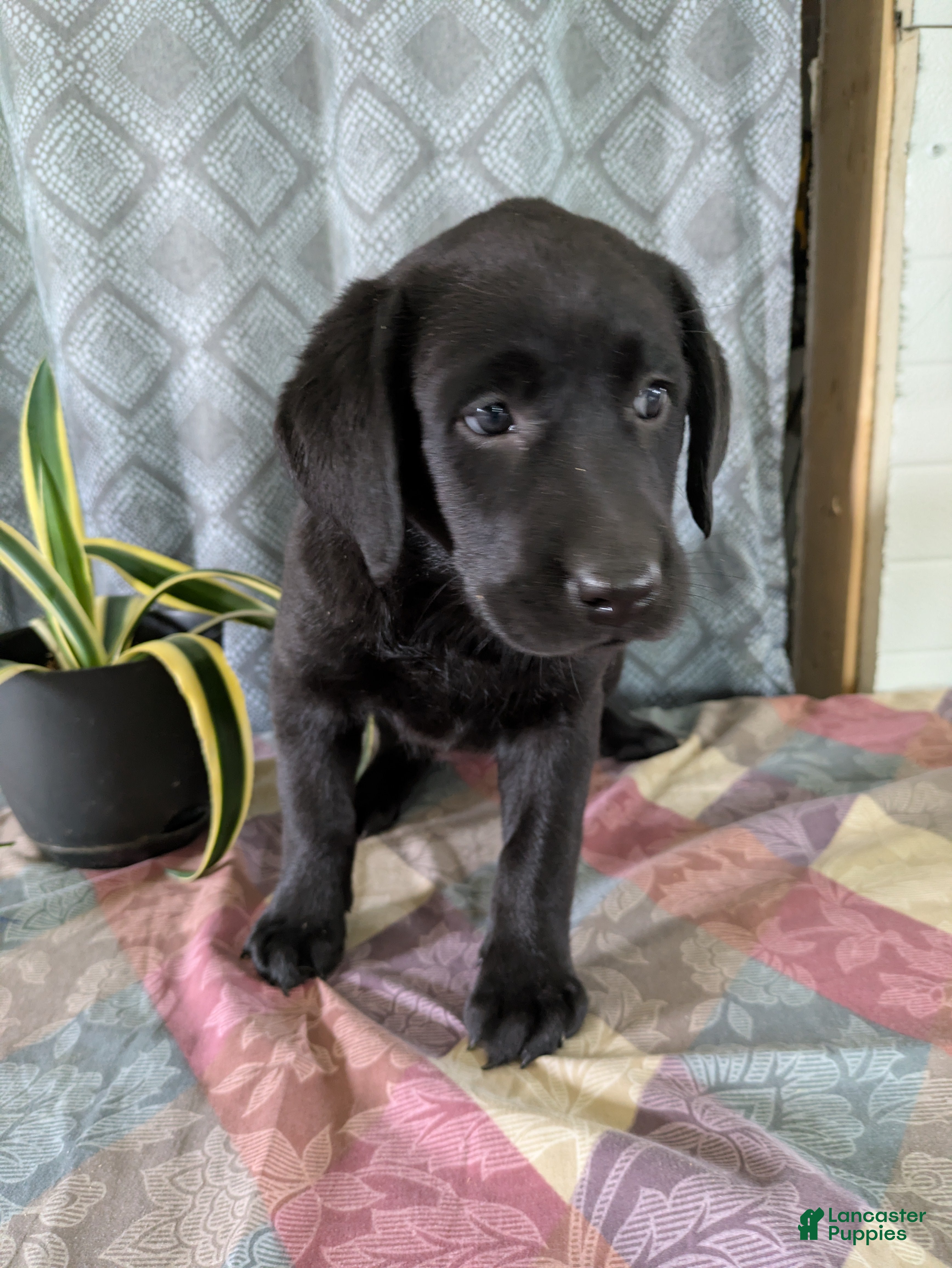 Labrador Retriever dogs Romeo - Ad 9