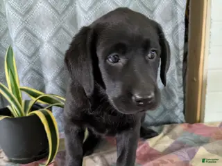 Labrador Retriever dogs Romeo - Ad 9