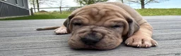 Great Dane dogs for sale: Spotty - Ad 7