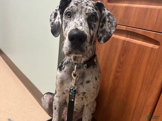 Great Dane dogs - Ad 34