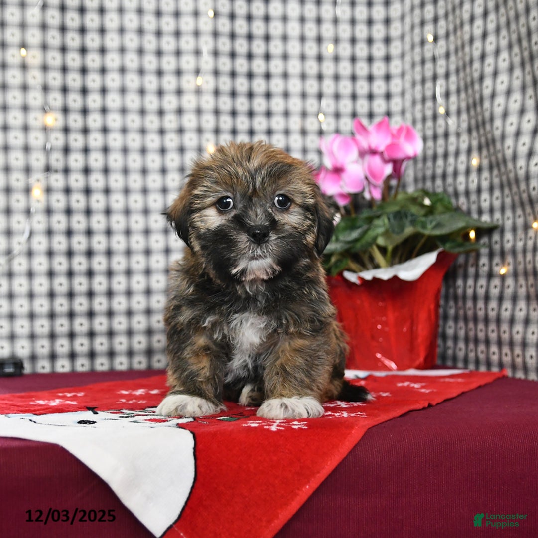 Mixed Breed dogs for sale: Keith - Ad 2