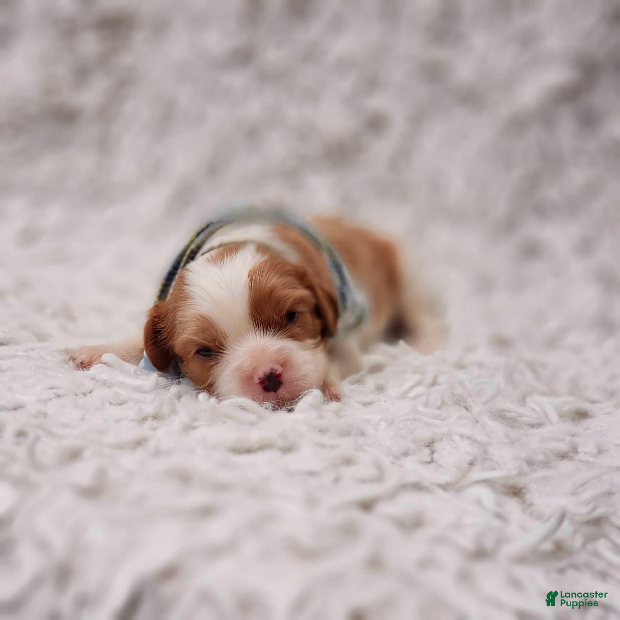 Cavalier King Charles Spaniel dogs Remi - Ad 21