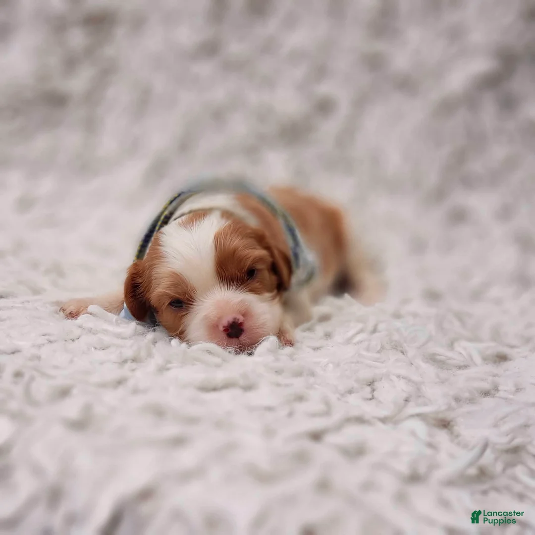 Cavalier King Charles Spaniel dogs for sale: Remi - Ad 1