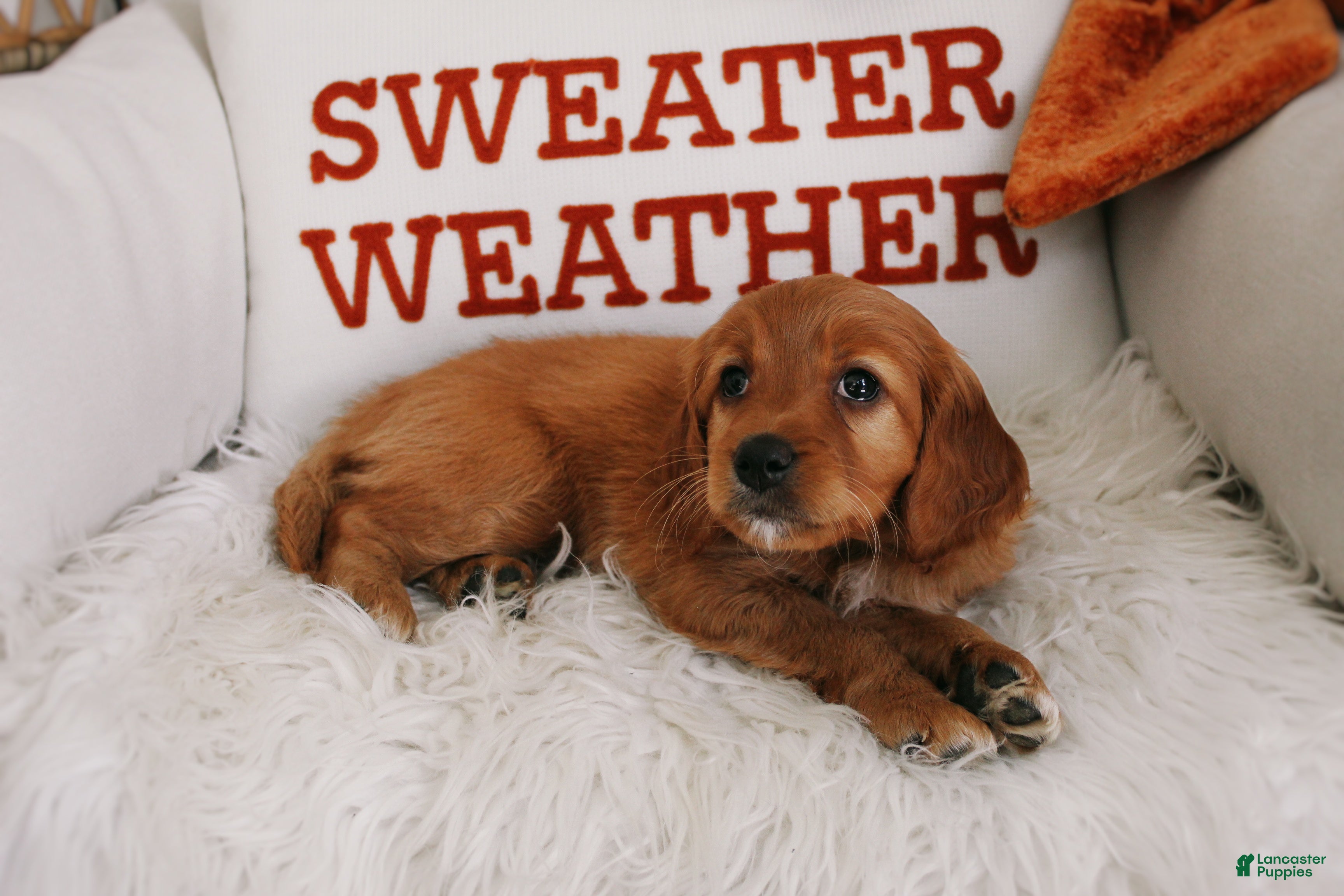 Mixed Breed dogs for sale: Opal  - Ad 4