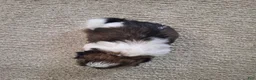 Shih Tzu dogs for sale: Sadie - Ad 4