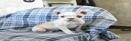 Boston Terrier dogs for sale: Irene - Ad 4