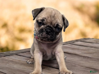 Pug dogs Pug Puppy Maggie - Ad 11