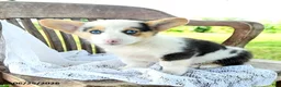 Welsh Corgi Pembroke dogs for sale: Renee - Ad 4