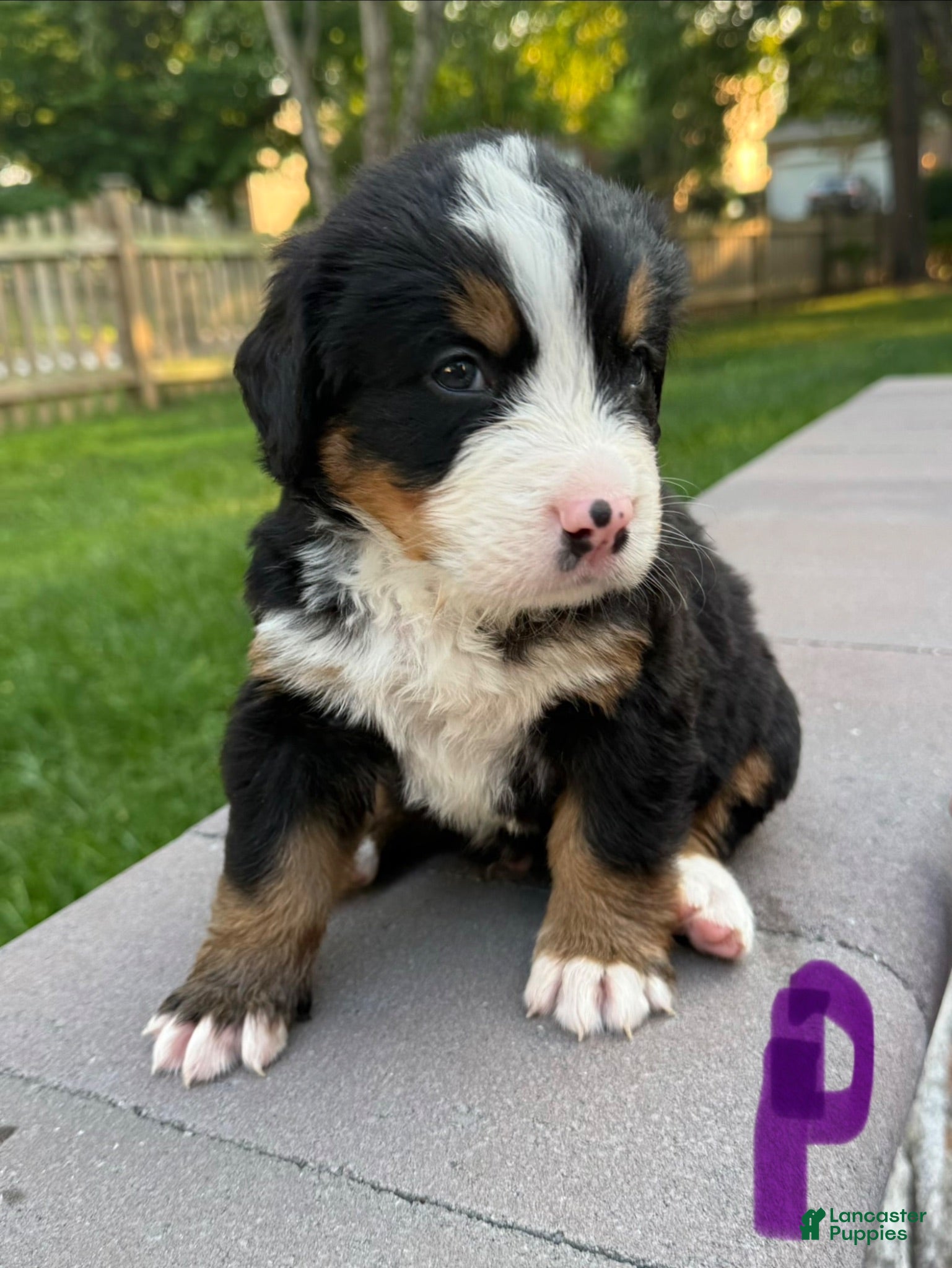 Bernese Mountain Dog dogs Bernese Mountain Dog 1 - Ad 11