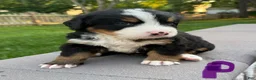 Bernese Mountain Dog dogs for sale: Bernese Mountain Dog 1 - Ad 1