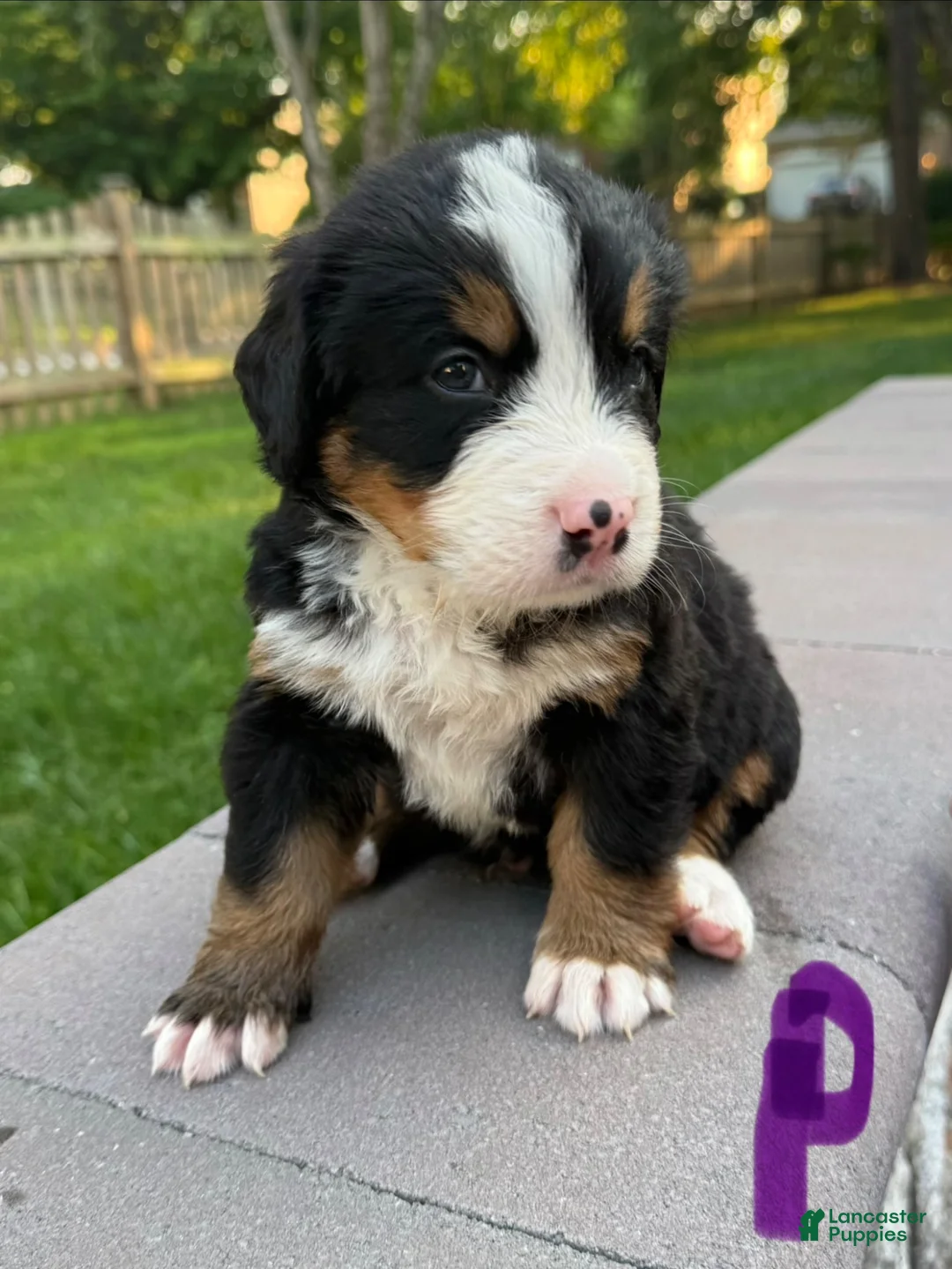 Bernese Mountain Dog dogs for sale: Bernese Mountain Dog 1 - Ad 1