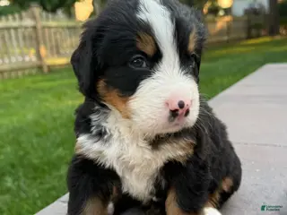 Bernese Mountain Dog dogs Bernese Mountain Dog 1 - Ad 11