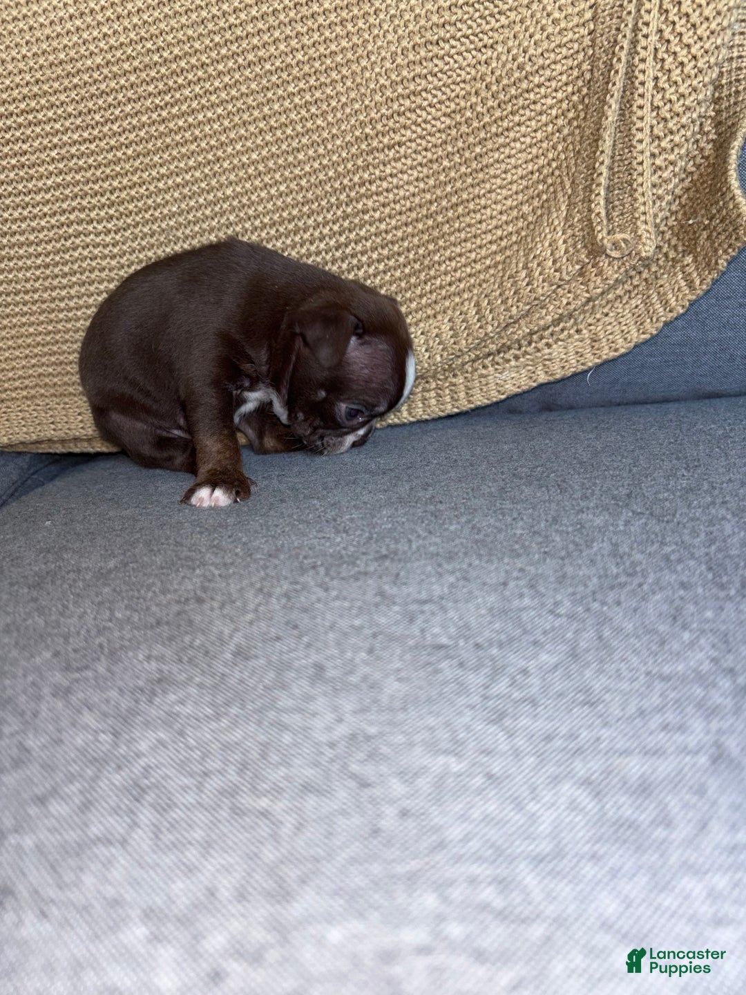 Frenchton dogs for sale: Penelope  - Ad 3