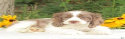 Cocker Spaniel dogs for sale: Calia - Ad 4
