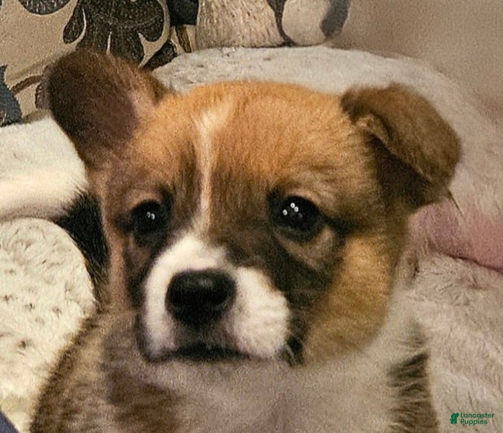 Mixed Breed dogs Paloma - Ad 5