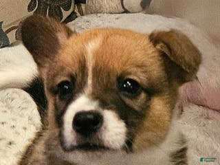 Mixed Breed dogs Paloma - Ad 22