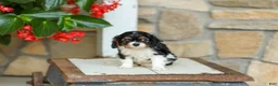 Cavalier King Charles Spaniel dogs for sale: AKC Willow - Ad 3