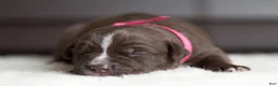 Cane Corso dogs for sale: Candy Coated Milky Way: North American Mastiff  - Ad 3