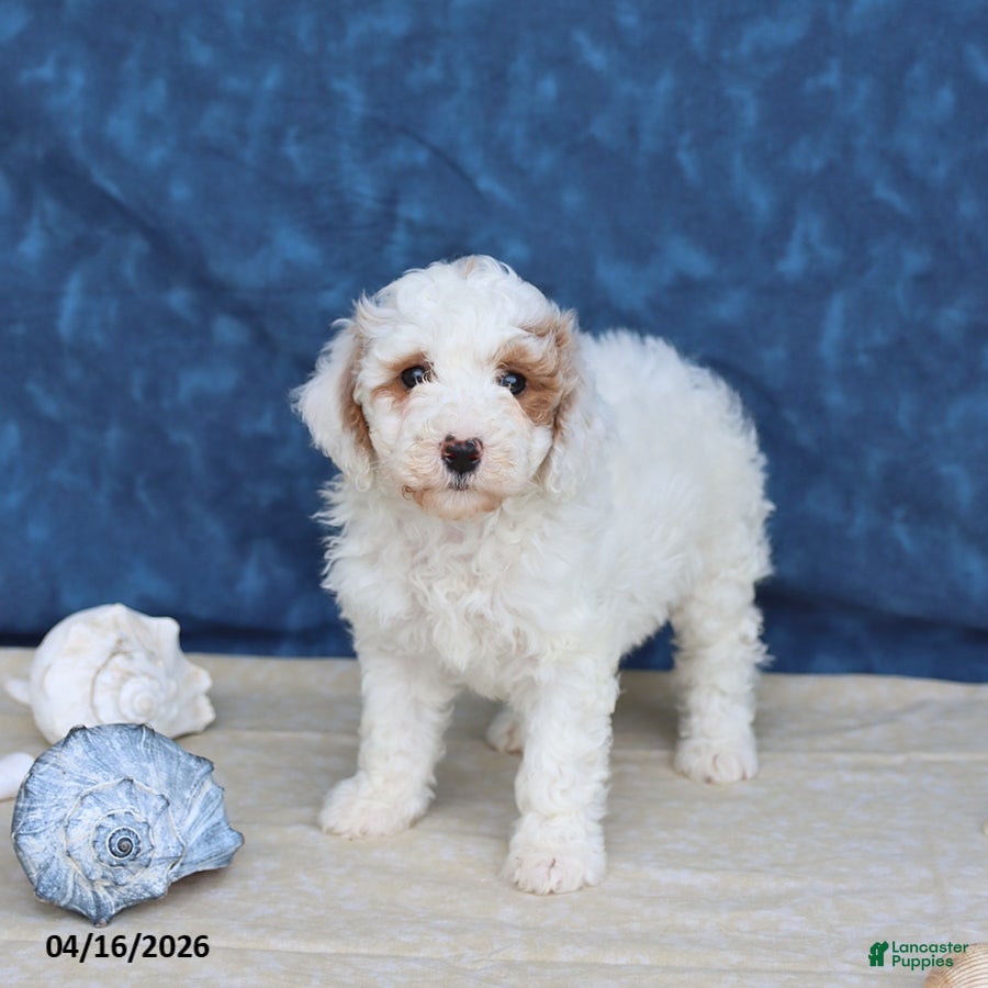 Mini Goldendoodle dogs Babe - Ad 2