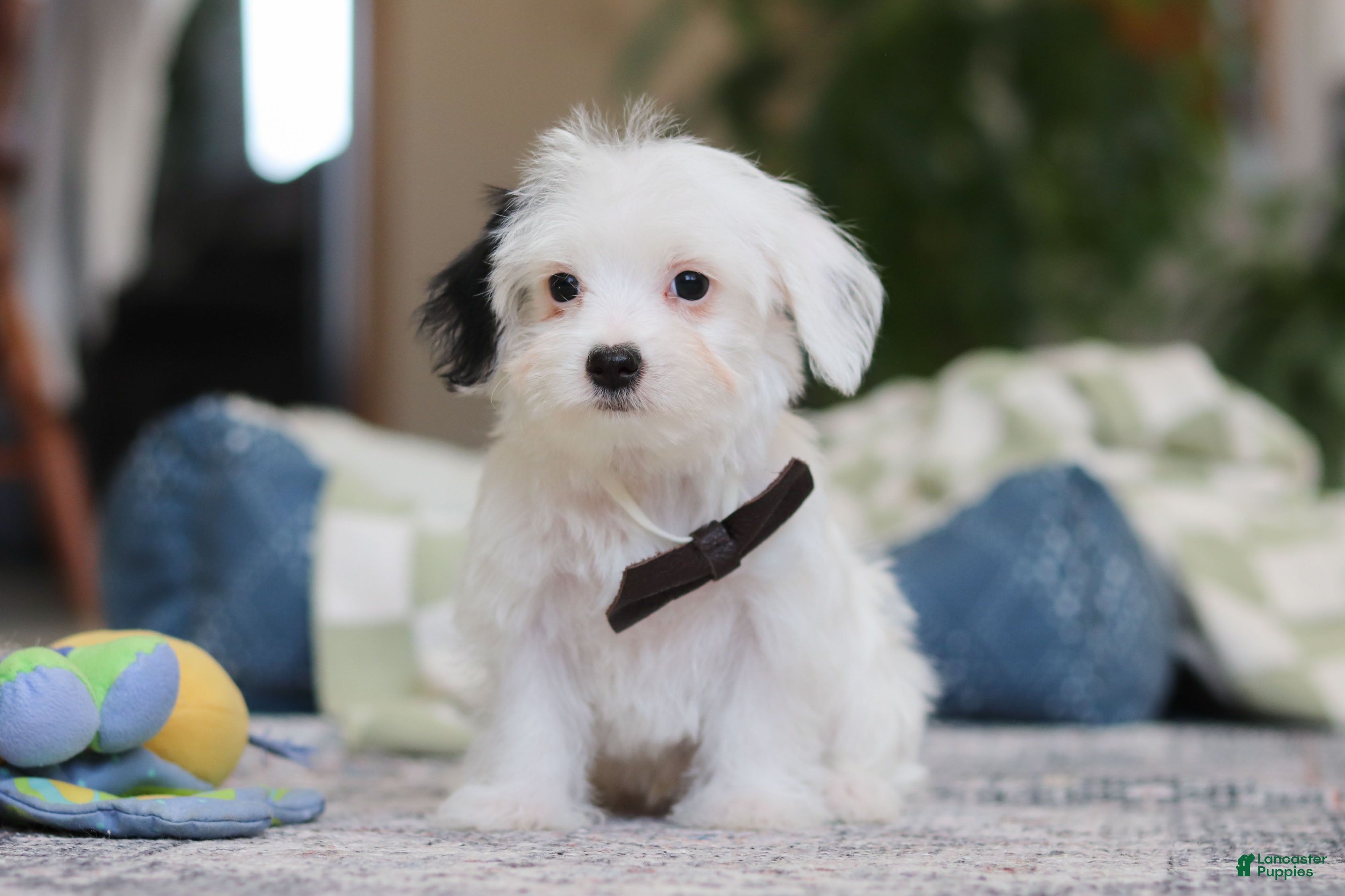 Morkie dogs Bobby - Ad 39