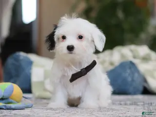 Morkie dogs Bobby - Ad 39