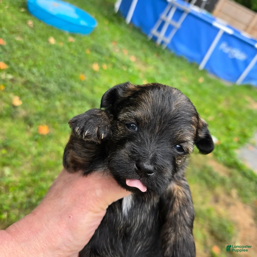 Morkie dogs for sale: Brindle - Ad 1