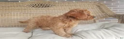 Cavapoo dogs for sale: Skye - Ad 9