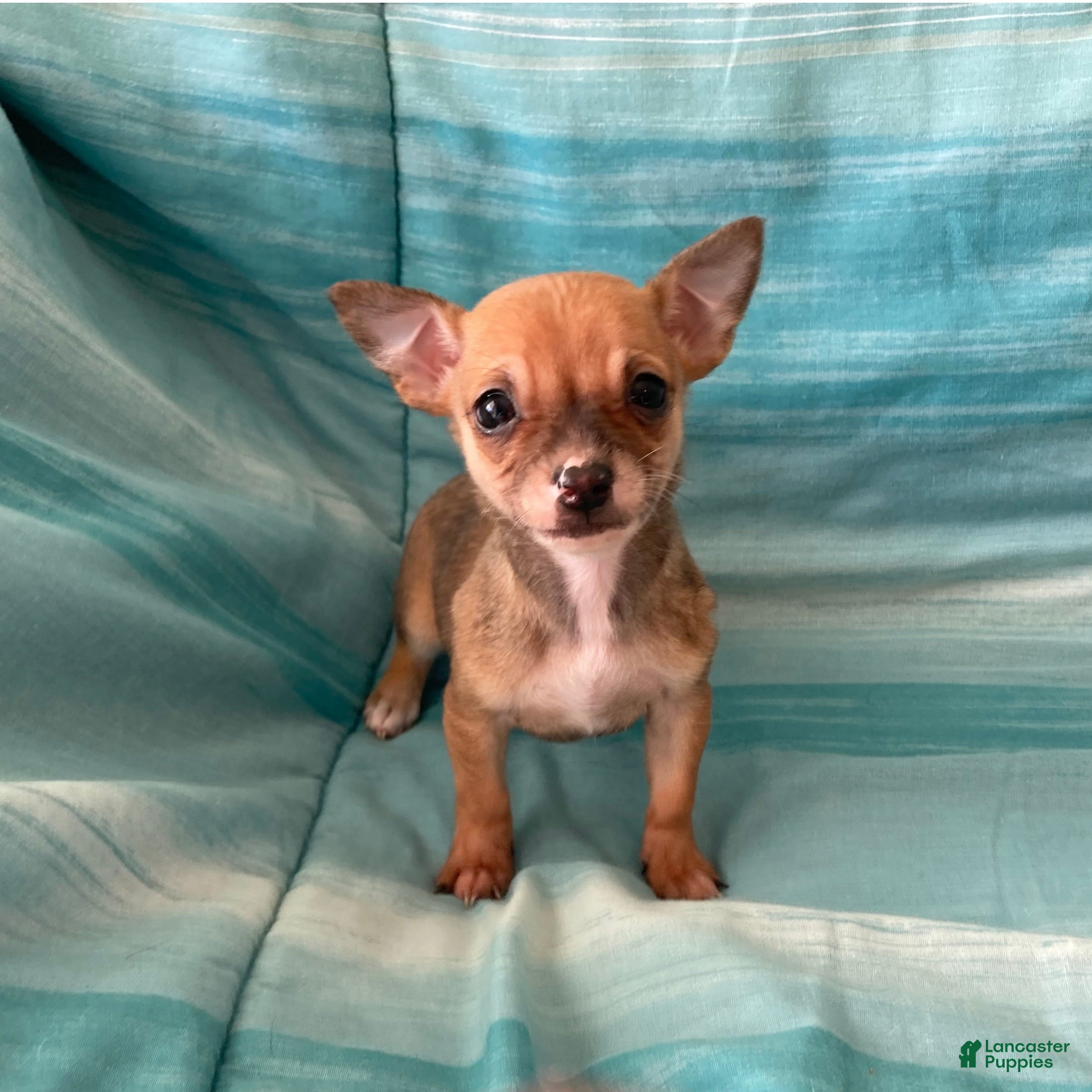 Chihuahua dogs Lacey - Ad 13