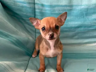 Chihuahua dogs Lacey - Ad 13