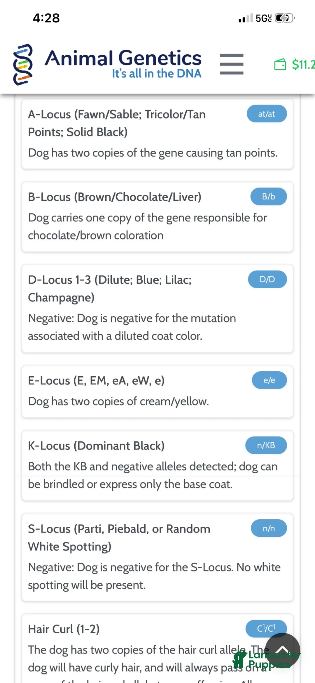 Standard Poodle dogs for sale: Akc Clear 🧬 Bred the color Red Sophie - Ad 3