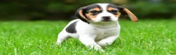 Beagle dogs for sale: Bee - Ad 6
