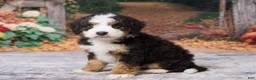 Bernedoodle dogs for sale: Keanu - Ad 2