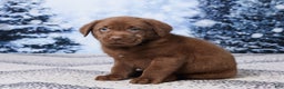 Labrador Retriever dogs for sale: Rocky - Ad 2