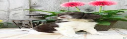 Cockapoo dogs for sale: Hazel  - Ad 5