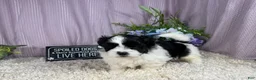 Shihpoo dogs for sale: Shihpoo 1 - Ad 3