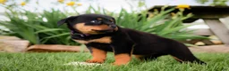 Rottweiler dogs for sale: Ulani - Ad 4