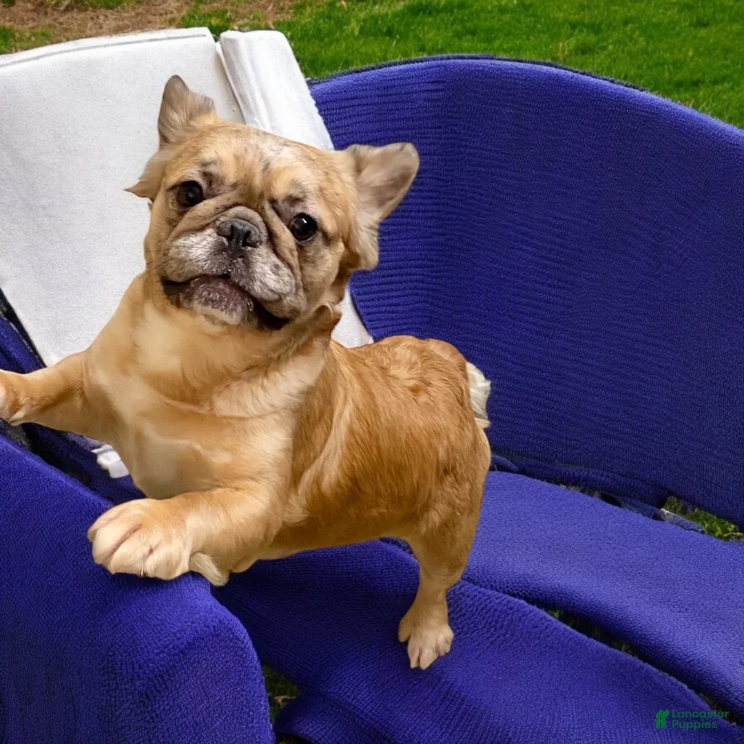 French Bulldog dogs for sale: Blue eye, beauty - Ad 9