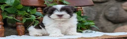 Havanese dogs for sale: Nala - Ad 3