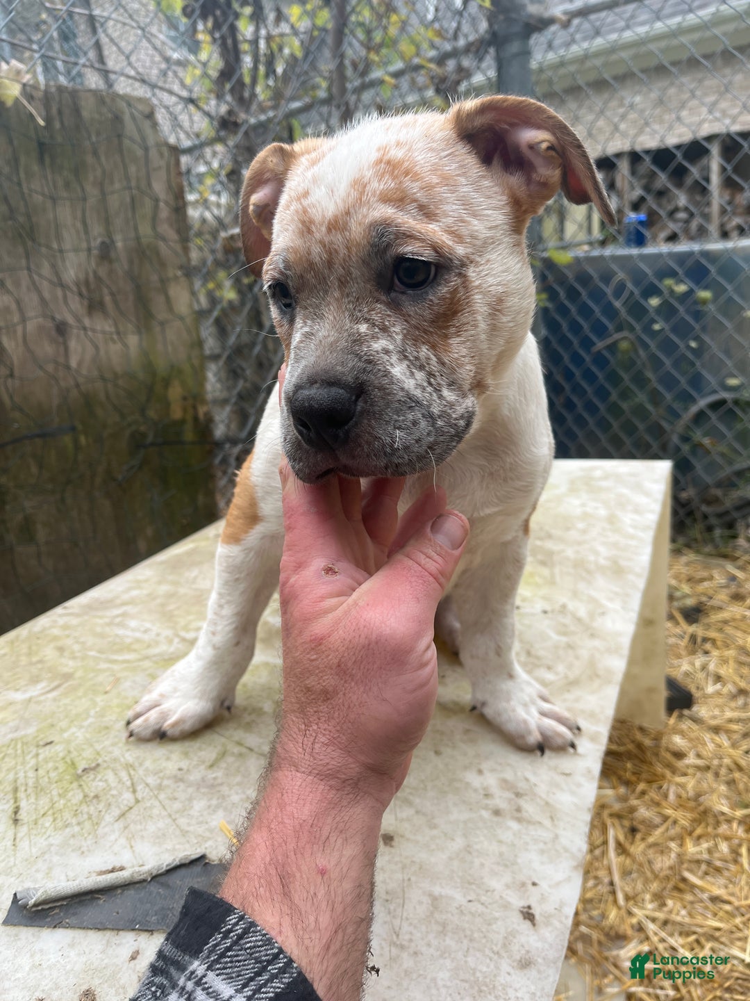 Mixed Breed dogs for sale: Mixed Breed Puppy 6 - Ad 4