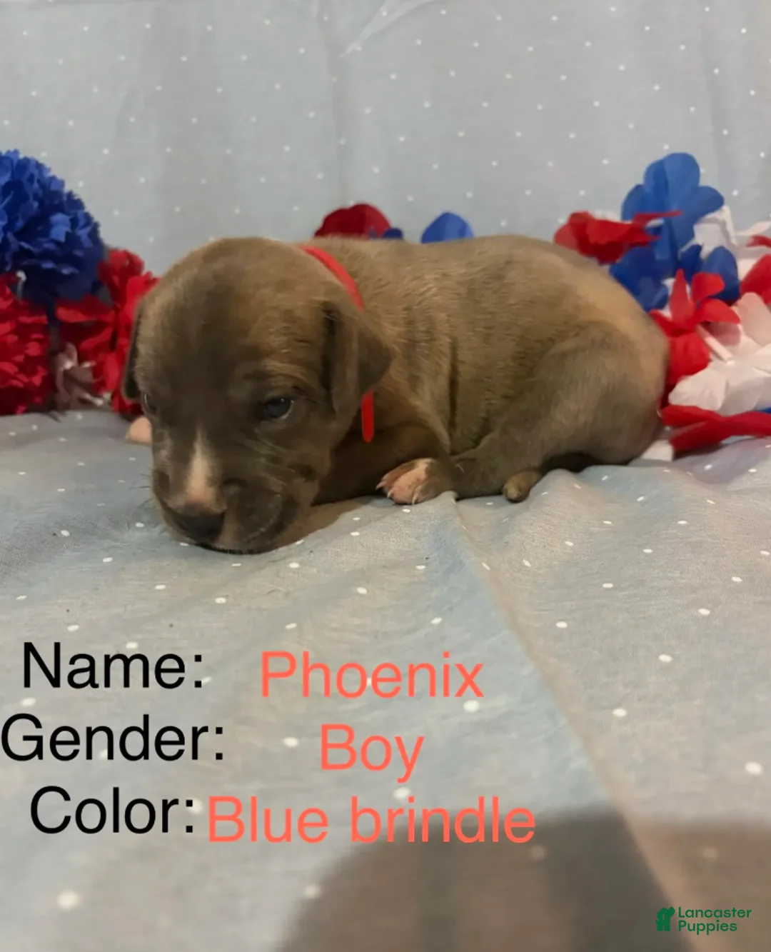 Great Dane dogs for sale: Phoenix - Ad 1