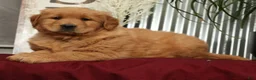 Golden Retriever dogs for sale: Addie - Ad 7