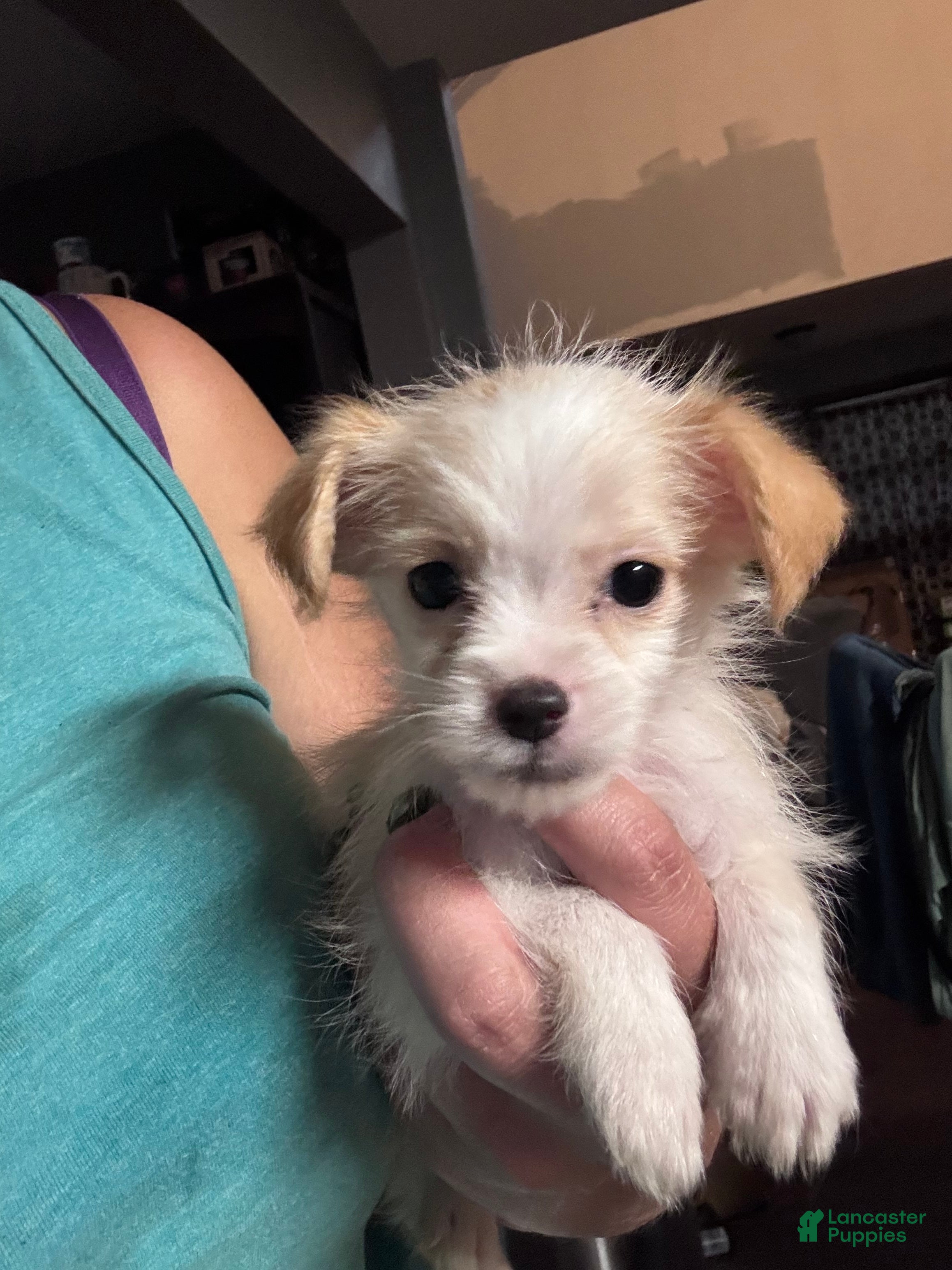 Mixed Breed dogs Mixed Breed 1 - Ad 21
