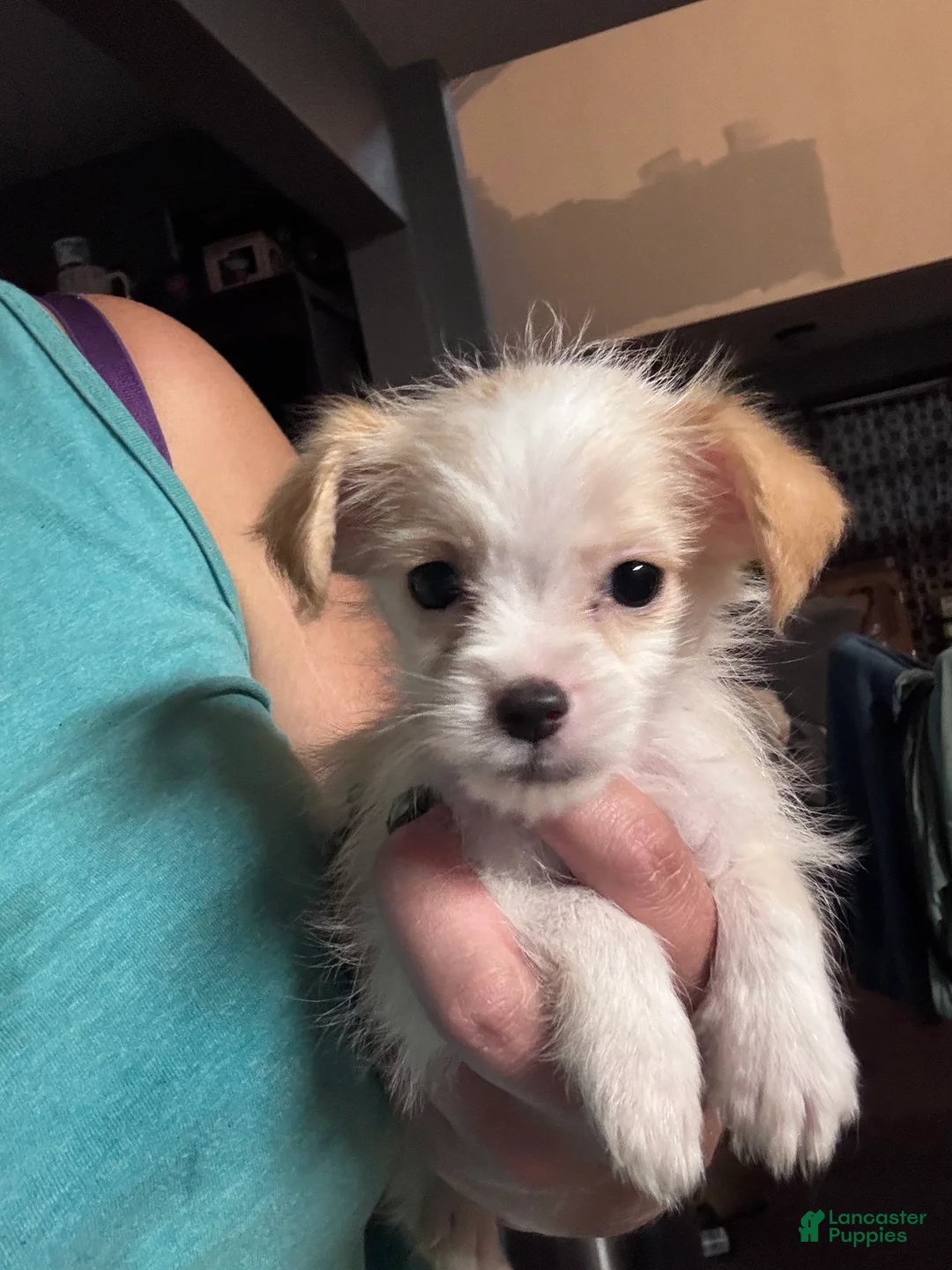 Mixed Breed dogs for sale: Mixed Breed 1 - Ad 1